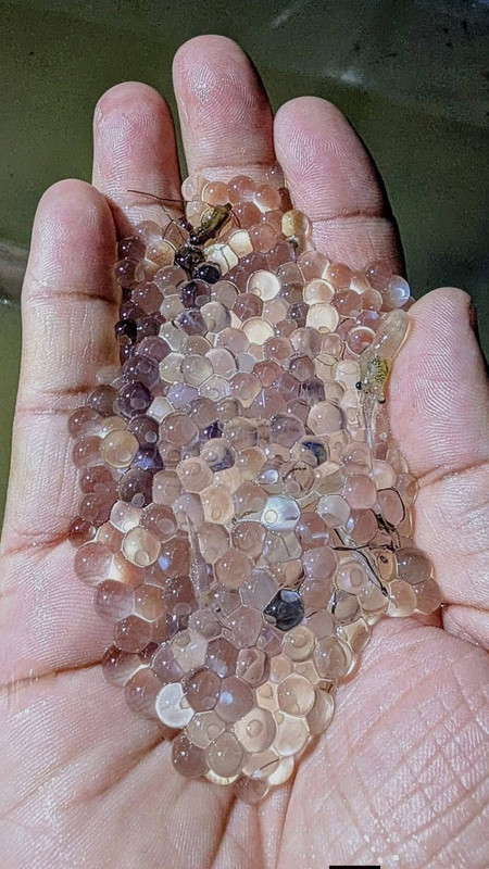 Fisheries operations and natural fish egg collection in the Halda River region